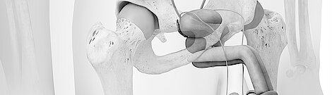 3D-Illustration zum Thema Urologie, mit Schwerpunkt auf dem Harnsystem und dem umgebenden Bauchbereich.