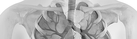 3D-Illustration aus der Pneumologie, die den Brustkorb und die Organe in der Brusthöhle zeigt.