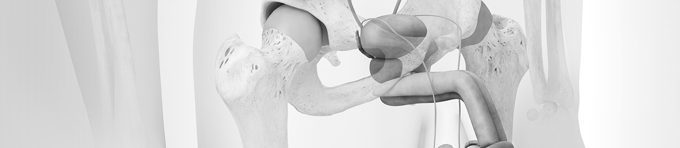 3D-Illustration zum Thema Urologie, mit Schwerpunkt auf dem Harnsystem und dem umgebenden Bauchbereich.